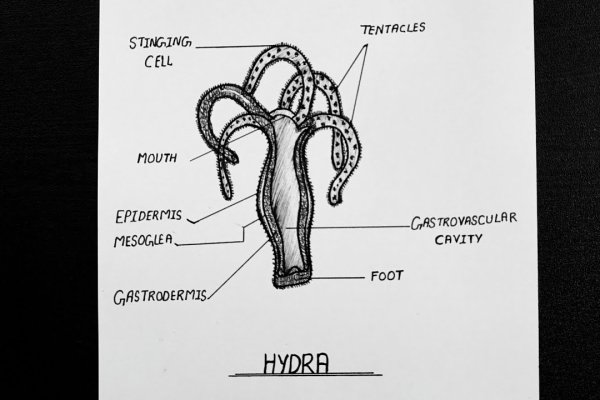 Кракен ссылка kraken